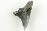 Snaggletooth Shark (Hemipristis) Tooth - Aurora, NC #203584-1